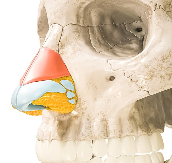 Skin Thickness and Underlying Nose Structures